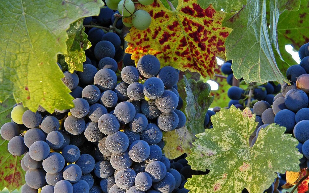languedoc紅酒價格 朗格多克 朗格多克红酒 法國南部酒莊 南法葡萄園 南法葡萄酒 Languedoc