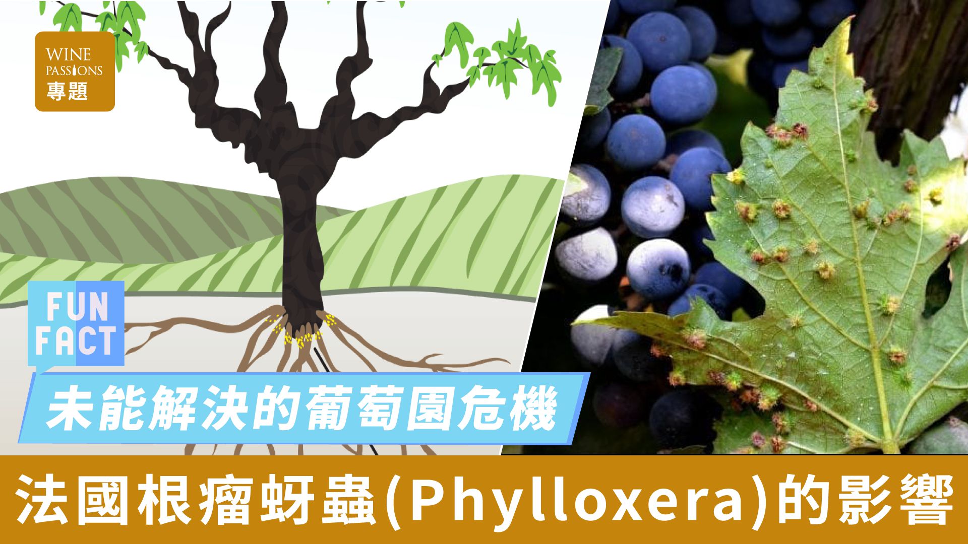 Root-knot nematodes, grape root-knot nematodes, wine industry, control of root-knot nematodes, black rot of European grapes, grafting techniques, rootstock grapes, grape cultivation, grape diseases, history of root-knot nematodes, vineyard management